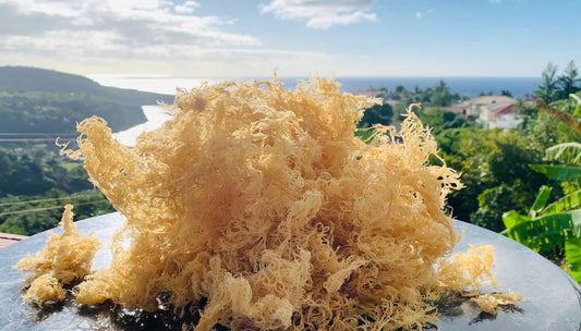 Golden Harvest (Gold Sea Moss) – Everyday Mineral Superfood