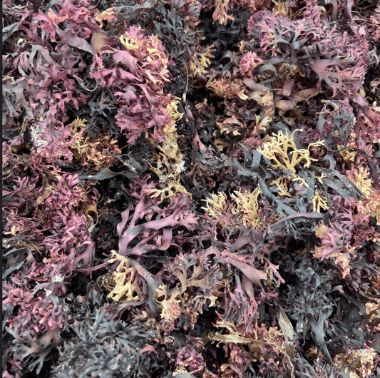 Chondrus Crispus (The OG) – Wildcrafted Atlantic Sea Moss
